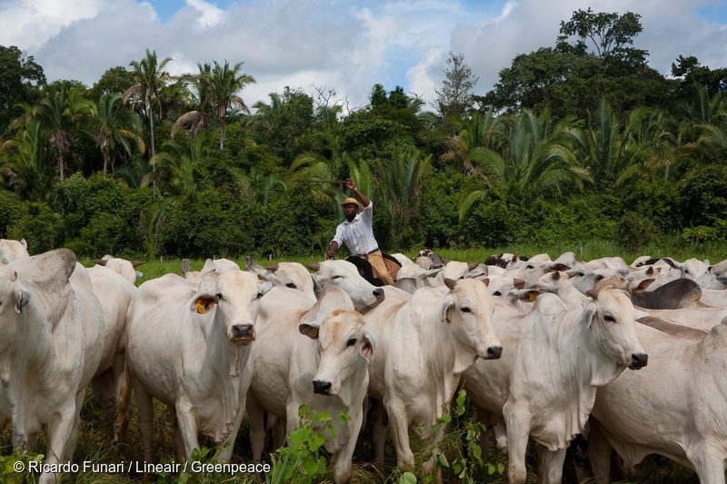 Slave Cattle